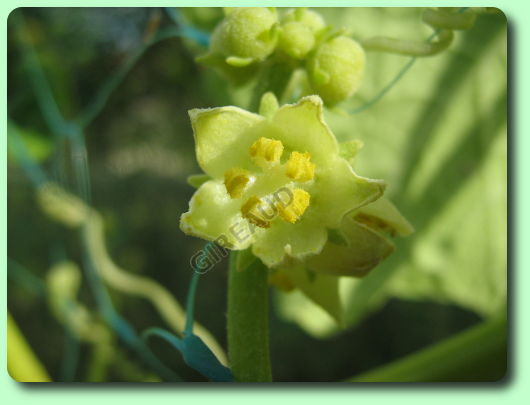 La floraison de la christophine