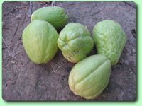 La christophine ou chayote