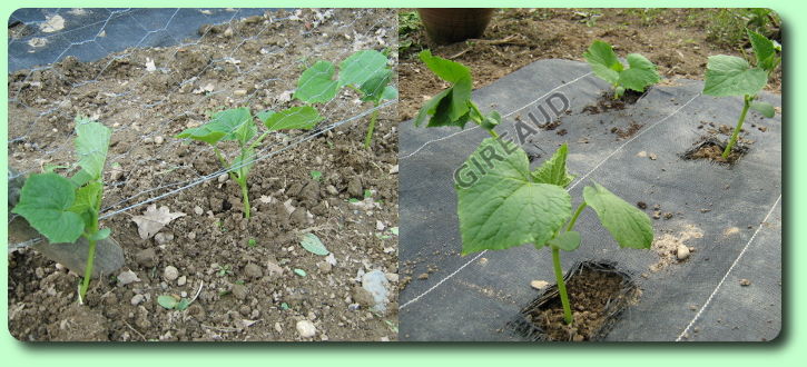 Plantatin des concombres