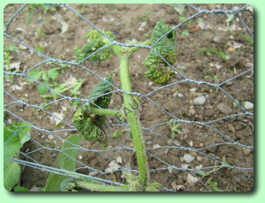 Pucerons sur un pied de concombre