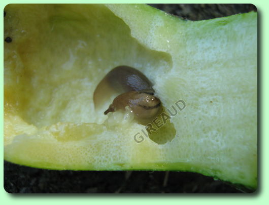 Une limace en train de dévorer une courge