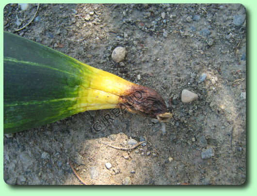 Pourriture apicale sur une courge