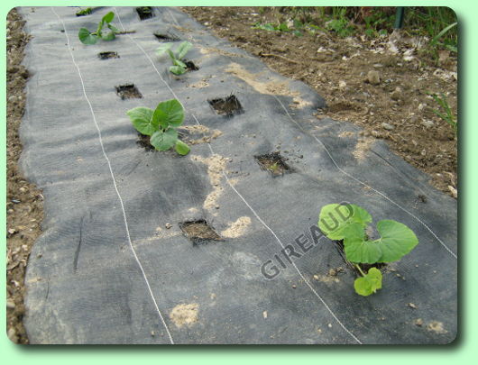 La mise en pleine terre des courges