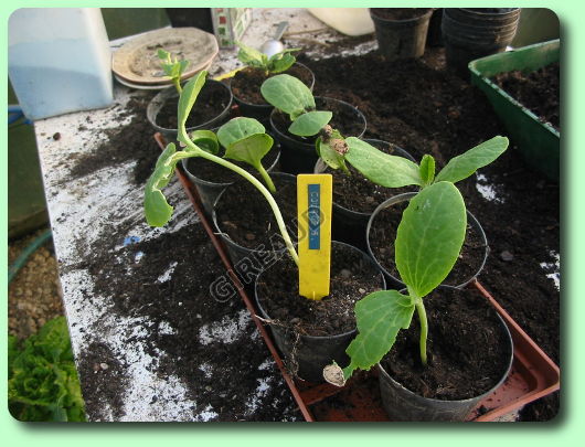 Le repiquage des courges