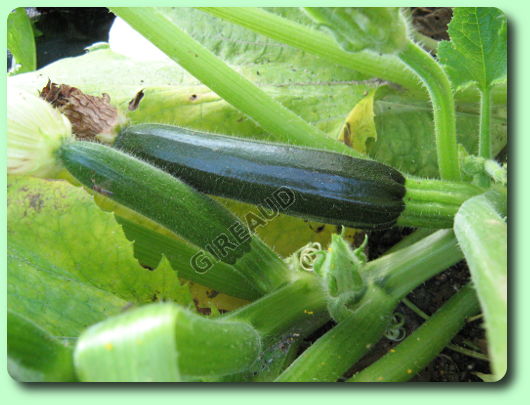 La courgette