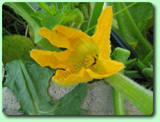 La floraison de la courgette