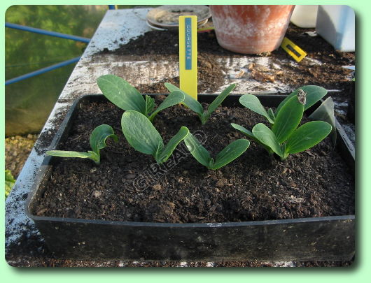 Levée de courgettes.