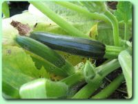 La courgette