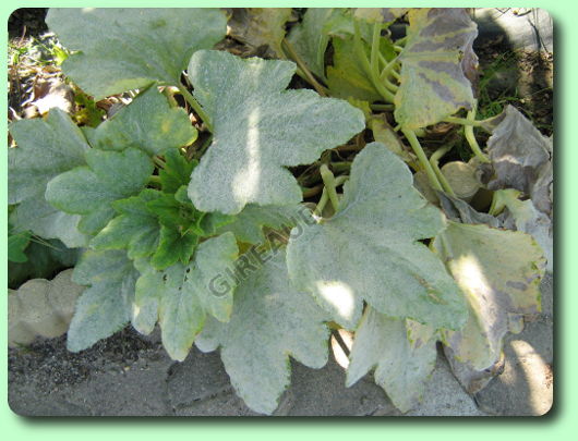 L'oidium sur des courgette