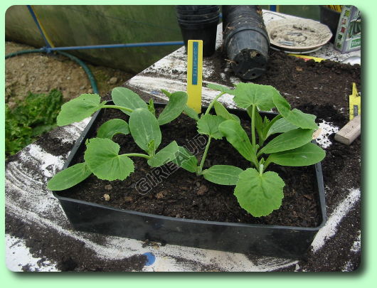 Le repiquage des courgettes