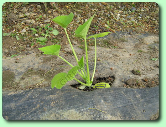 La mise en pleine terre des courgettes