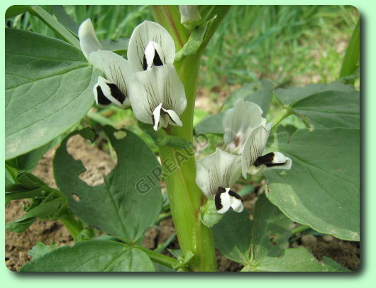 La floraison de la fève