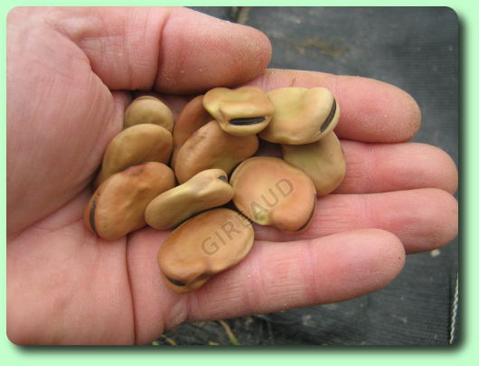 Nos graines feve fève extra précoce a grano violetto - La Bonne Graine