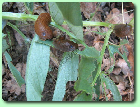 Limaces sur des fèves