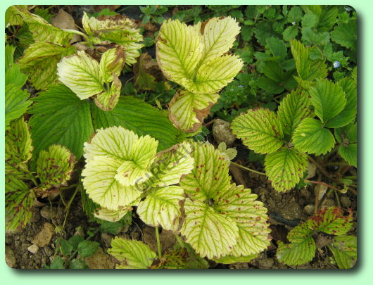 Chlorose sur un fraisier