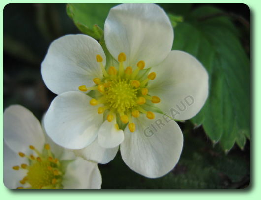 La fleur du fraisier