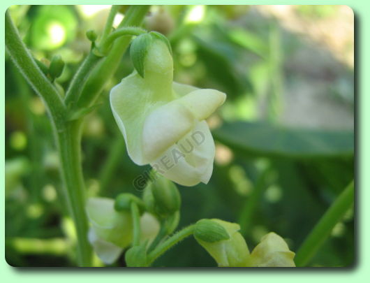 La floraison du haricot