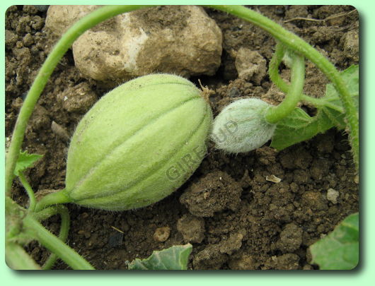 Le développement des melons