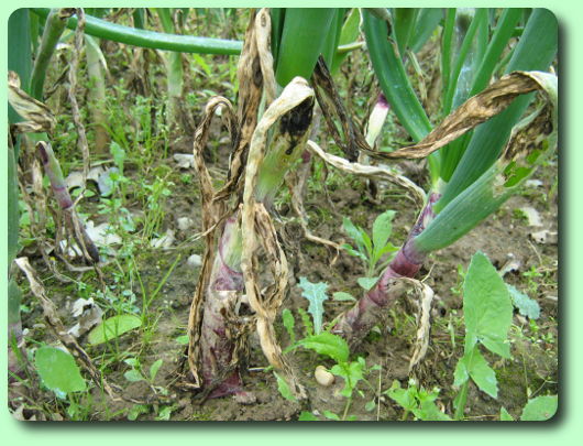 Botrytis sur de l'oignon