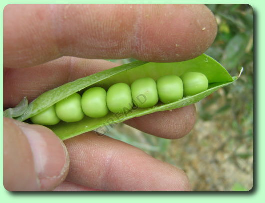 La récolte des petits pois