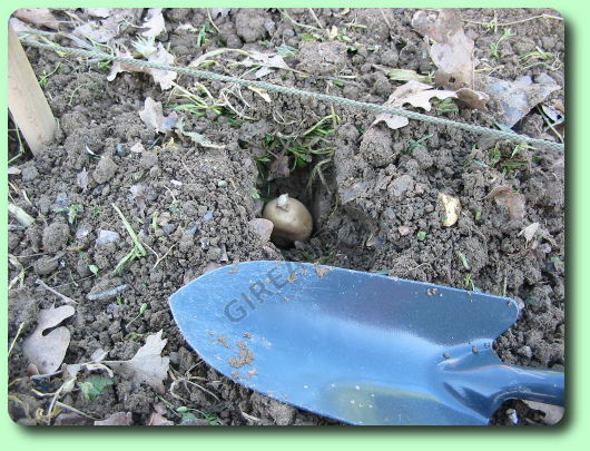 La plantation de la pomme de terre