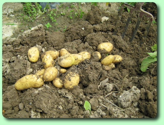 Le ressuyage des pommes de terre