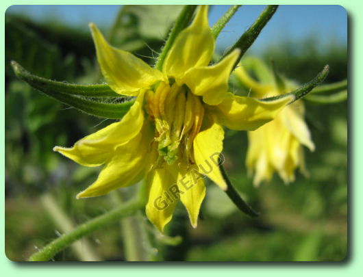 La floraison de la tomate