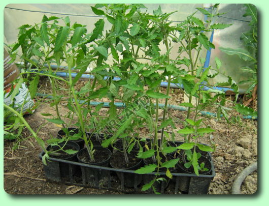 La mise en pleine terre des tomates