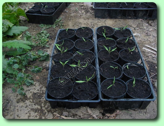 Le repiquage des tomates