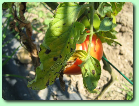 Maladies des taches noires sur un pied de tomate