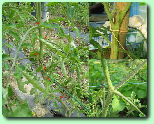 La taille des tomates