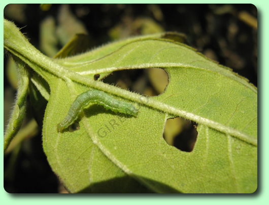 Chenille sur une feuille de topinambour