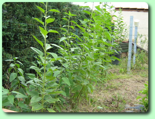 La hauteur des plants de topinambour