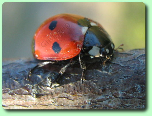 Coccinelle