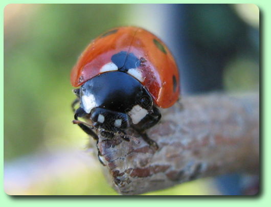 Coccinelle vue de face