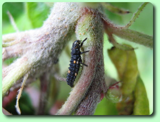 La larve de coccinelle