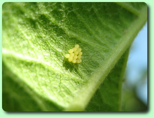 Oeufs de coccinelle