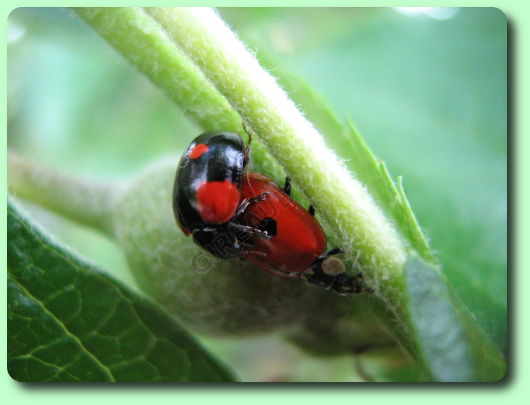 Les coccinelles en reproduction