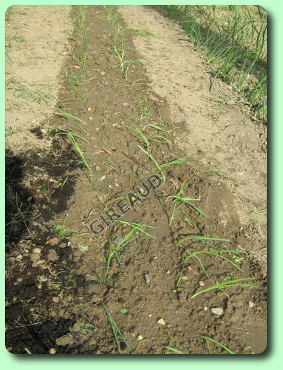 la plantation des poireaux