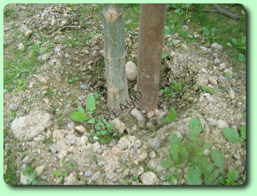 Planter un arbre avec un tuteur