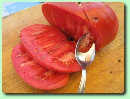 La récolte des graines de tomate