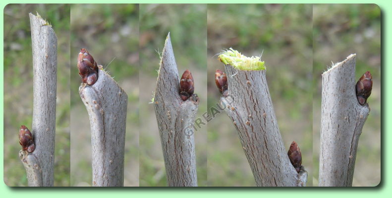 Comment tailler les arbres