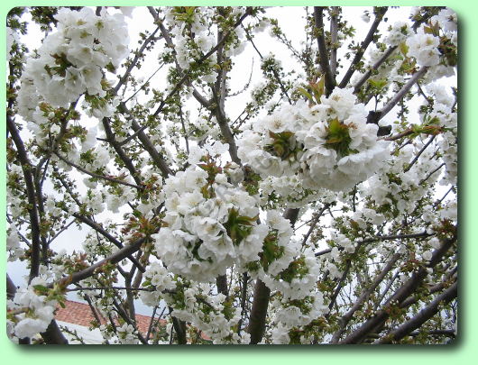 La floraison du cerisier: