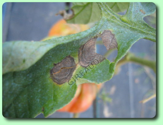 L'alternariose de la tomate