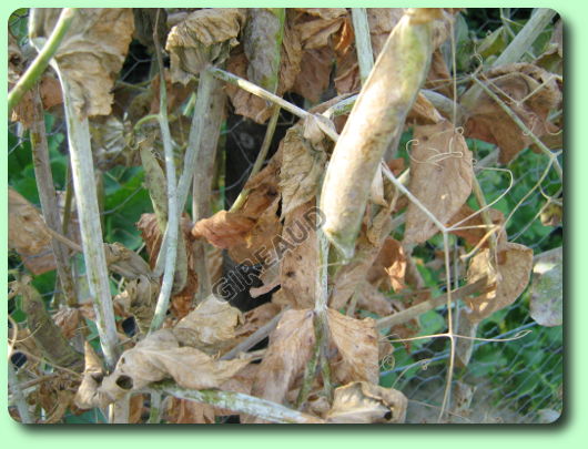 Anthracnose sur des pois