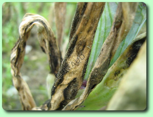 Botrytis sur un pied d'oignon