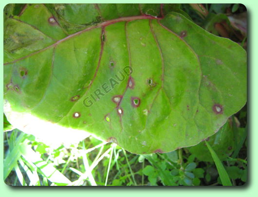 La cercosporiose de la poirée