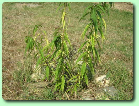 La chlorose ferrique