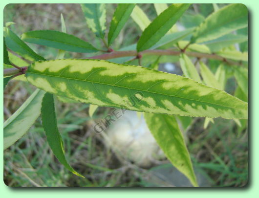 La chlorose ferrique