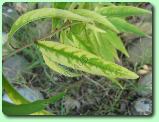 La chlorose ferrique